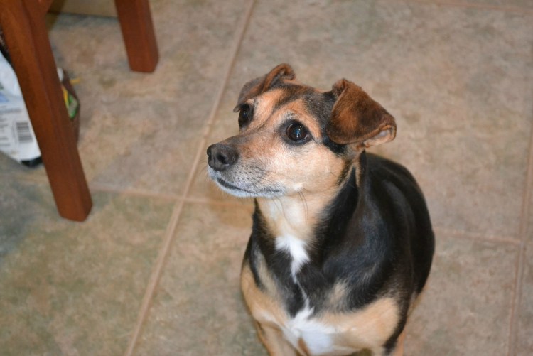 Джек Рассел смесь с дворнягой