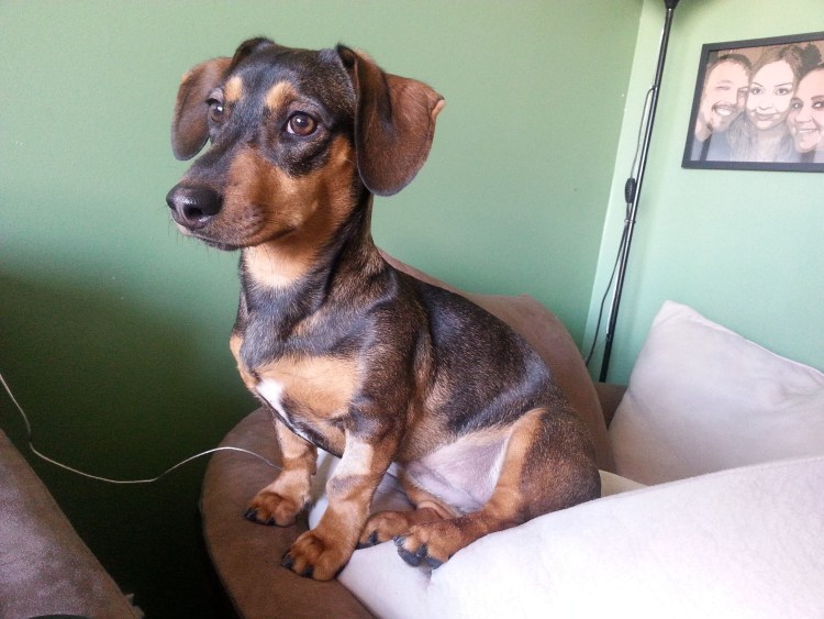 Помесь Джек Рассела и таксы