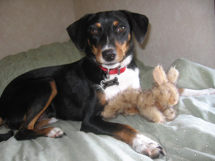 Метис таксы и бигля