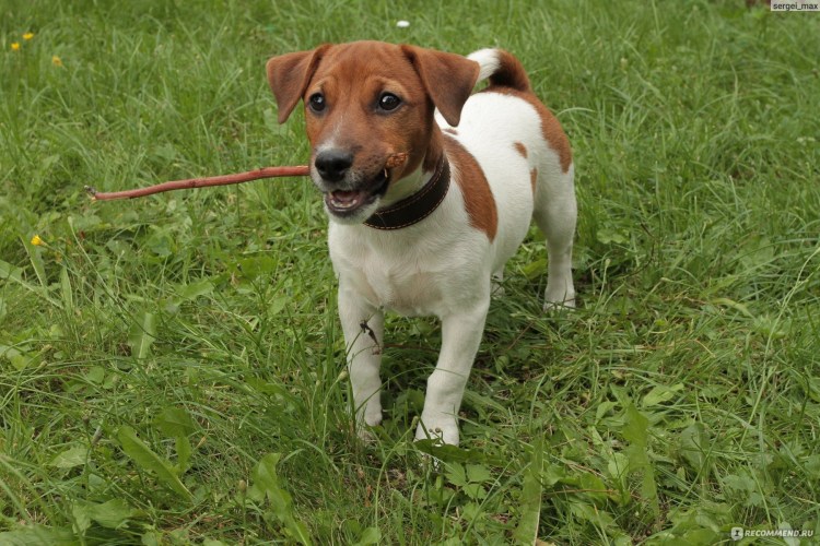 Метис Джек Рассела