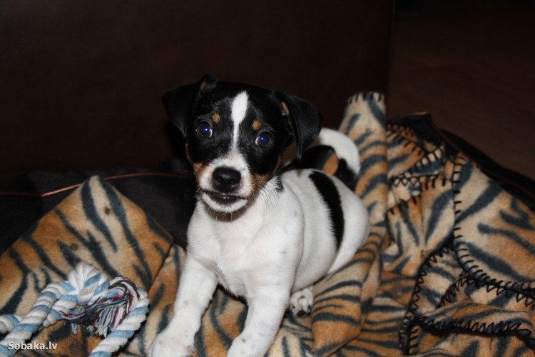 Метис Джек Рассела черный