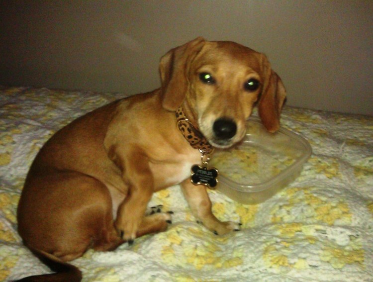 Метис таксы и Джек Рассел