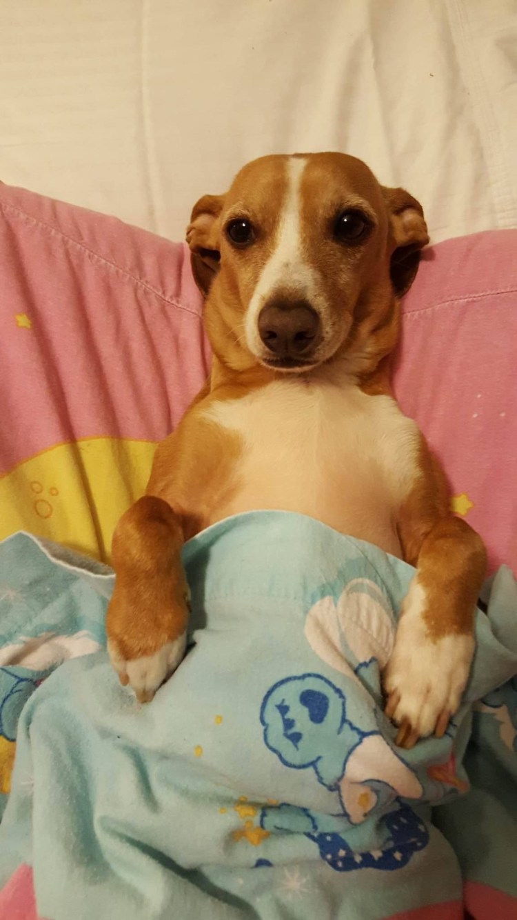 Помесь Джек Рассела и таксы