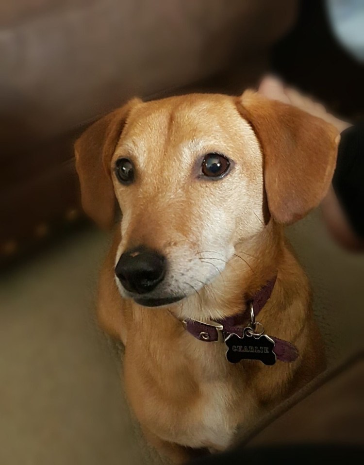 Такса и Джек Рассел