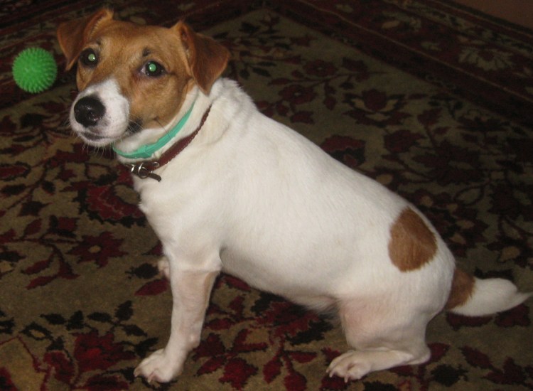 Помесь Бигль и Джек Рассел