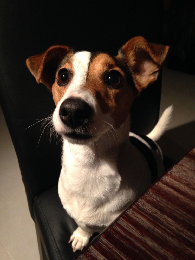 Смешные собаки Джек Рассел