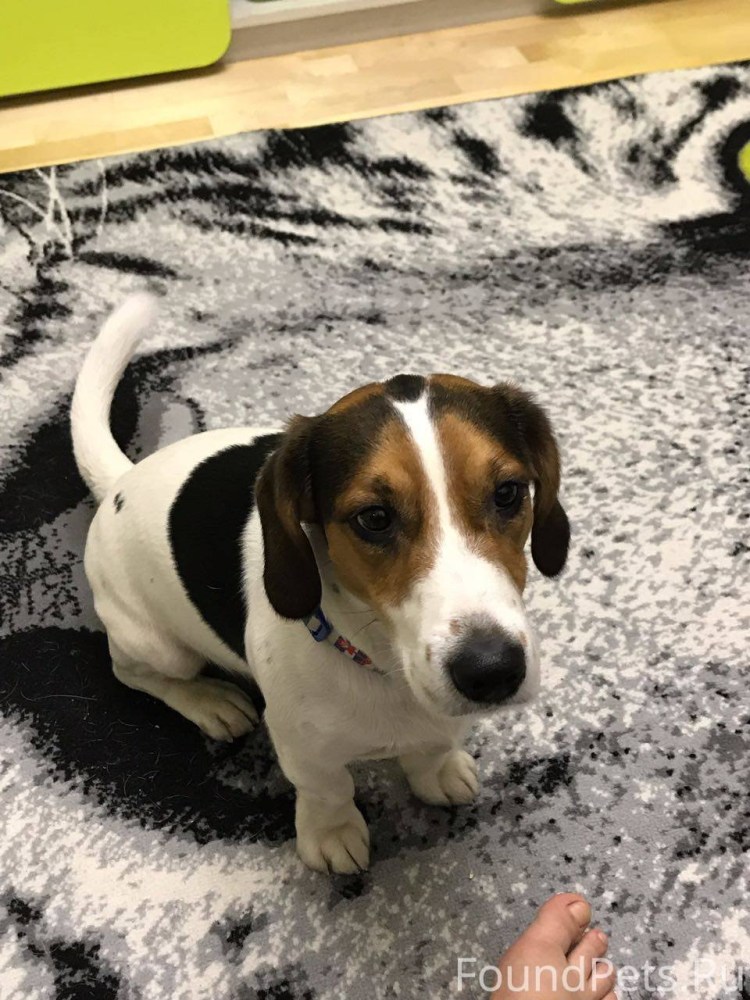 Метис Бигль и Джек Рассел