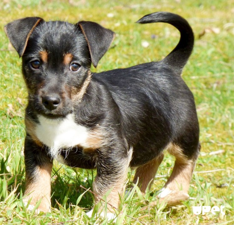 Джек-Рассел-терьер черный