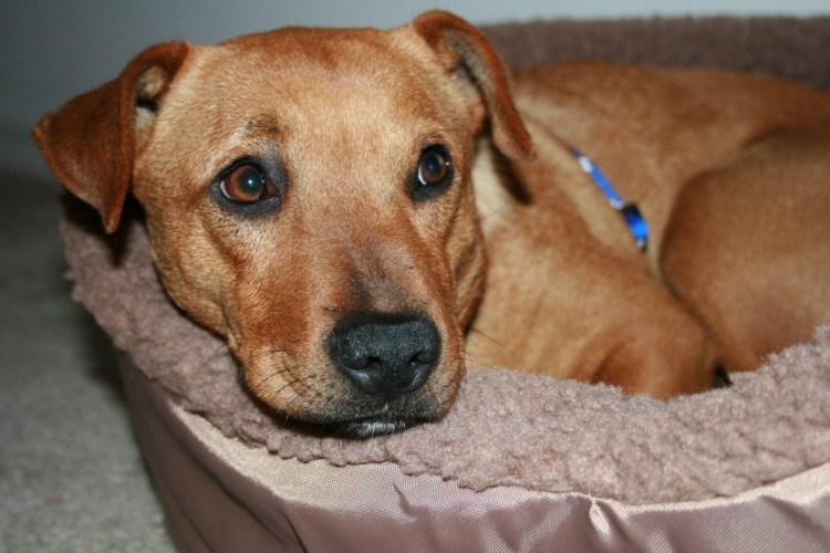 Метис таксы и Джек Рассел