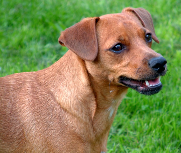 Джек Рассел пинчер