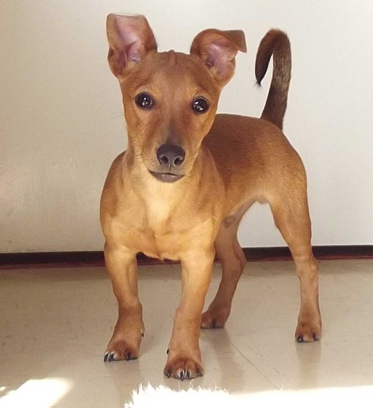 Цвергпинчер Рассел метис