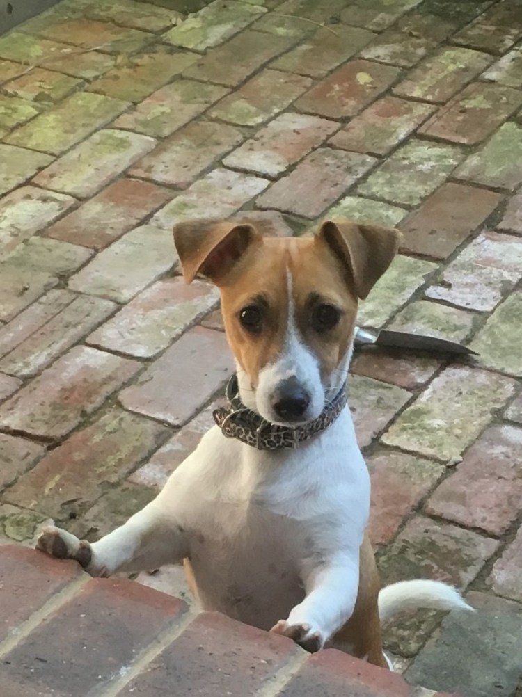 Джек Рассел пинчер