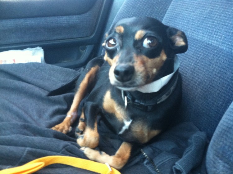 Цвергпинчер Рассел метис