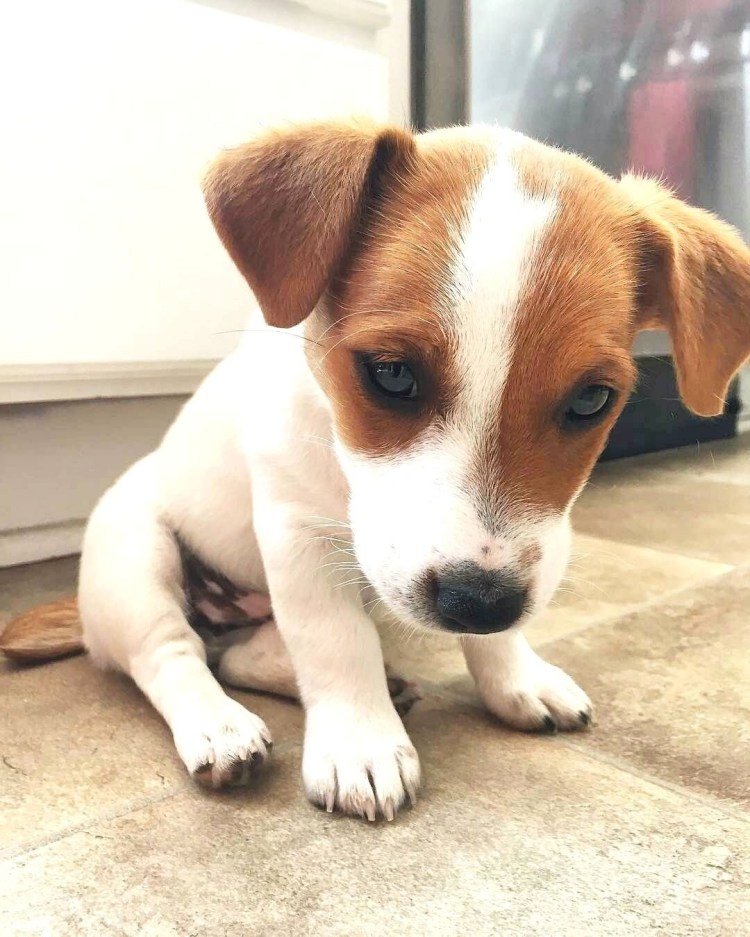 Метисы Джек Рассел терьера