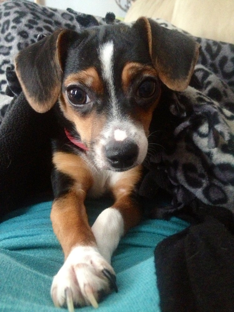 Джек-Рассел-терьер помесь