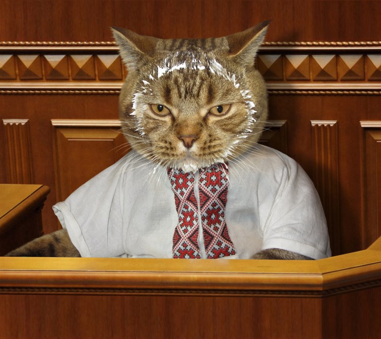 Кот в сметане