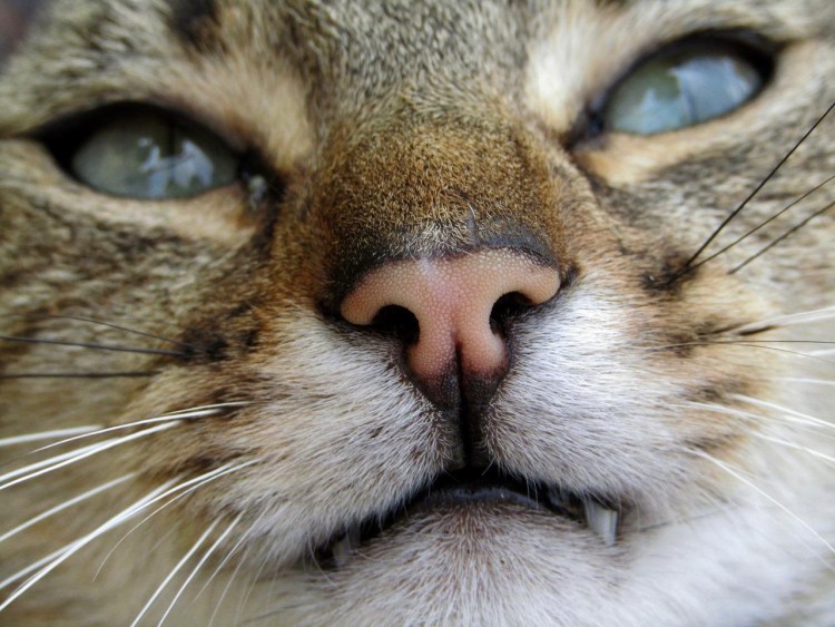 Кошачья мордочка с человеческими зубами