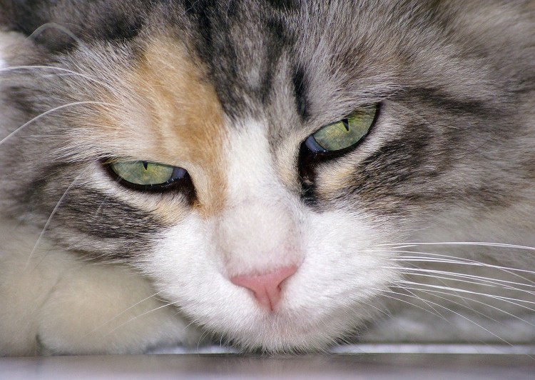 Кот в сметане