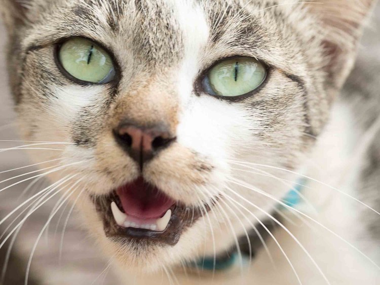 Кошачья мордочка