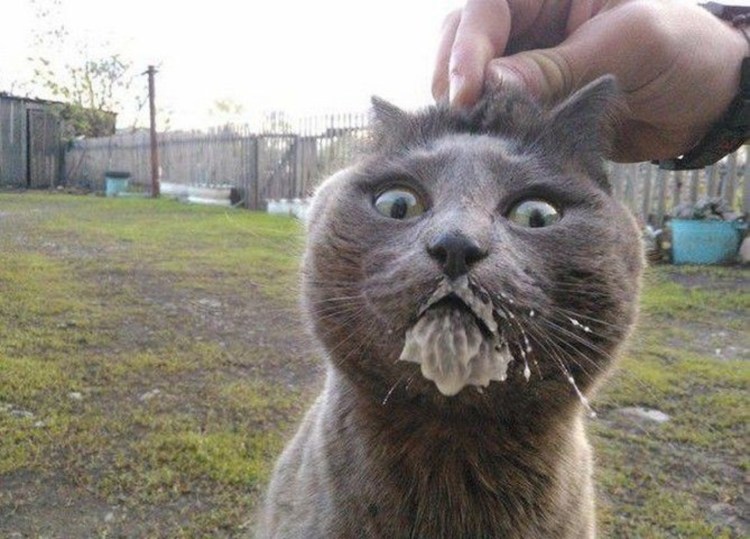 Котик морда в сметане