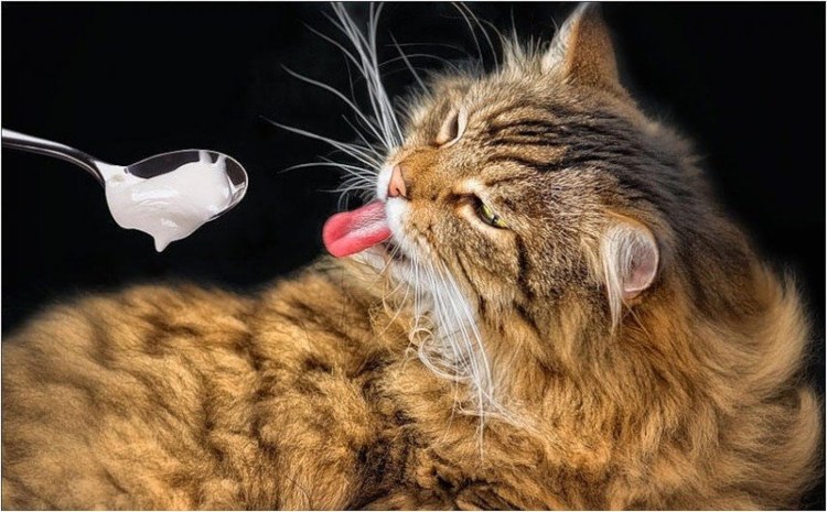 Котенок в сметане