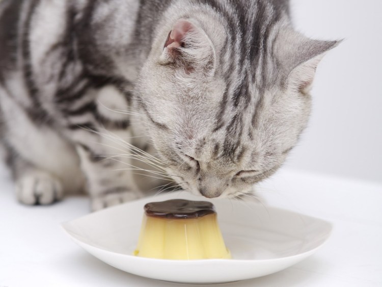 Блинчики в форме животных