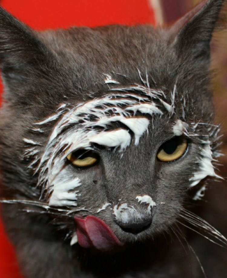 Сметана смешно