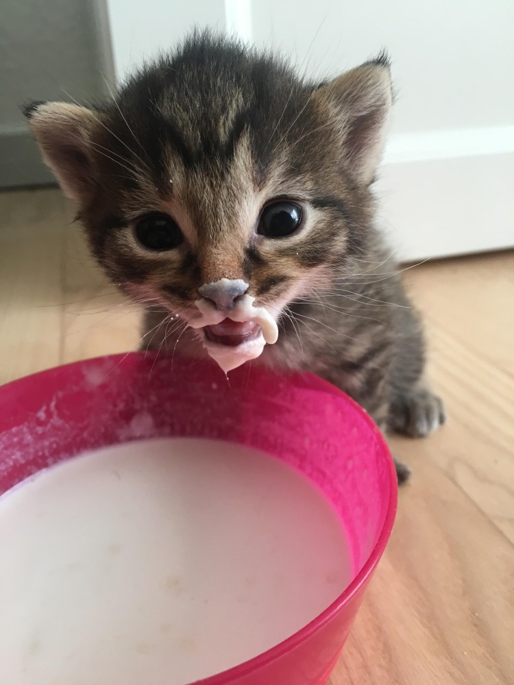 Котенок в сметане