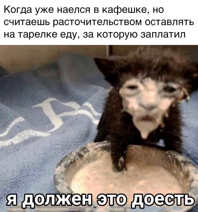 Кот в сметане Мем