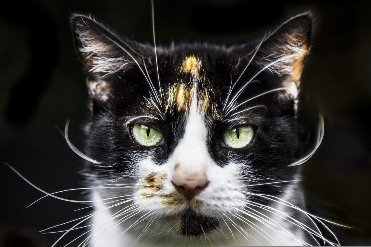 Кошка хочет есть