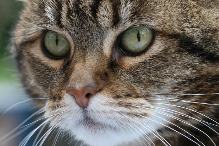 Кот испачкался