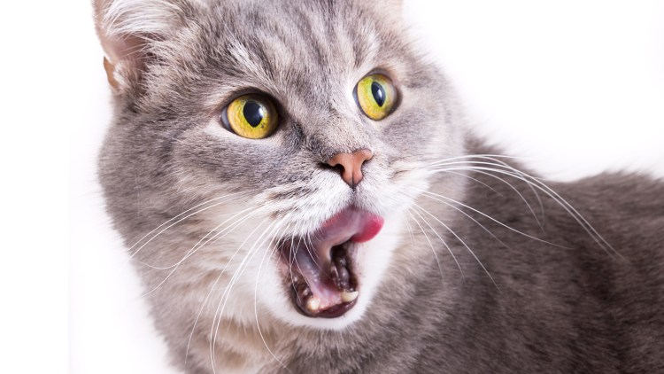 Кот в молоке