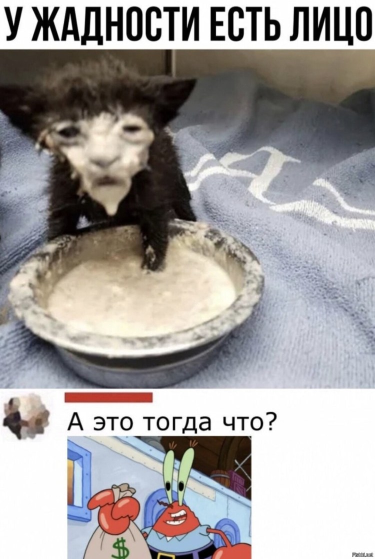 Котенок упал в сметану