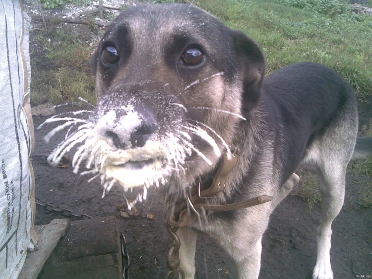 Кот вся морда в сметане