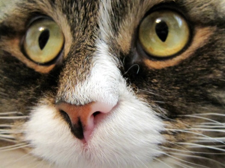 Мейн кун мяукает