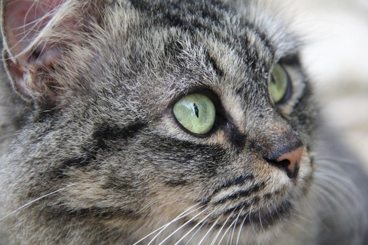 Лицо серого кота