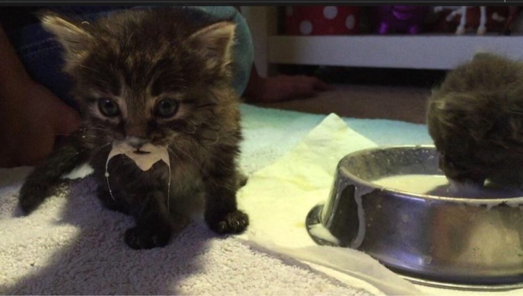 Кот с ложкой