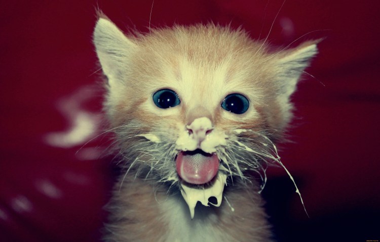 Котенок со сметаной на морде