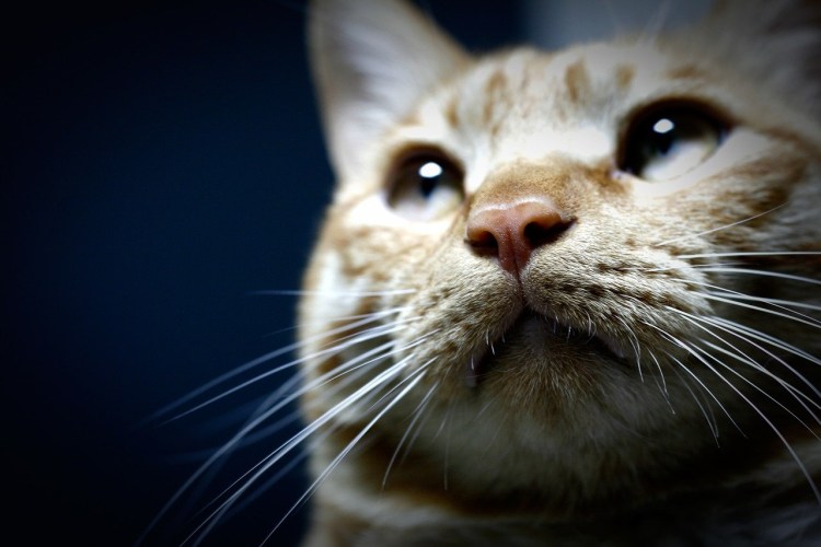 Кот осязание фото