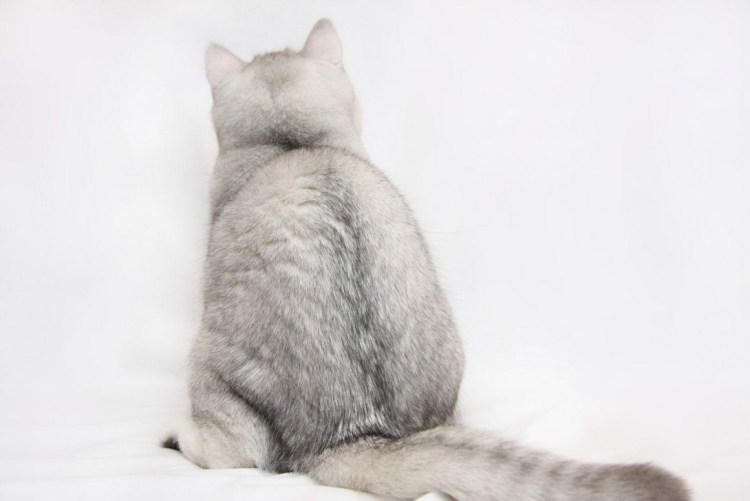 Британская шиншилла курдюк