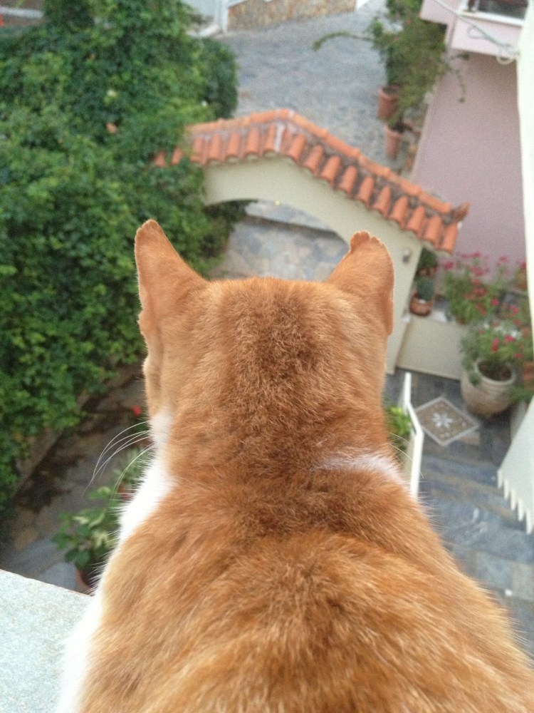 Затылок кота