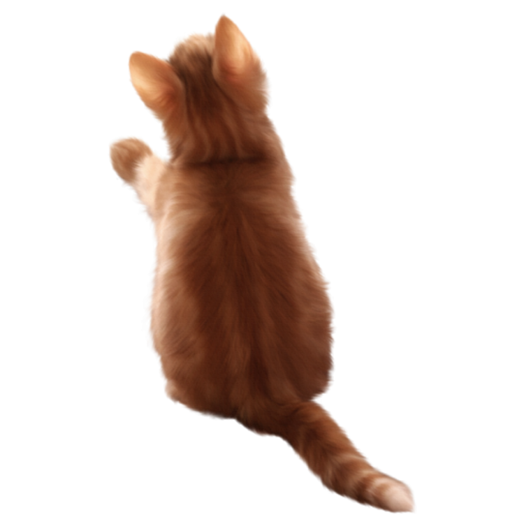 Кот сидит спиной