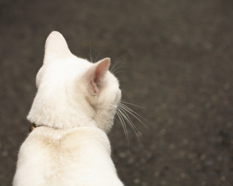 Котик на спине