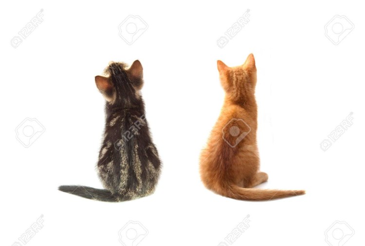 Кошка сидит сзади