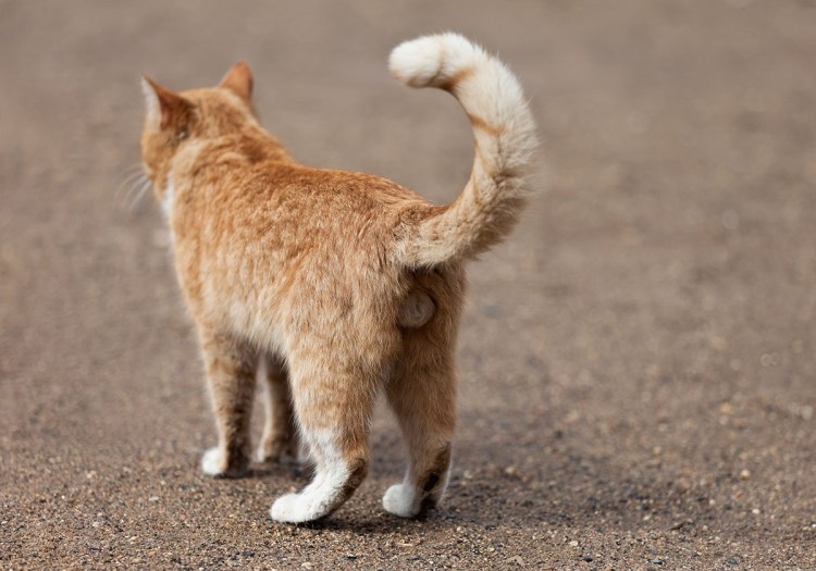 Кошка с поднятым хвостом