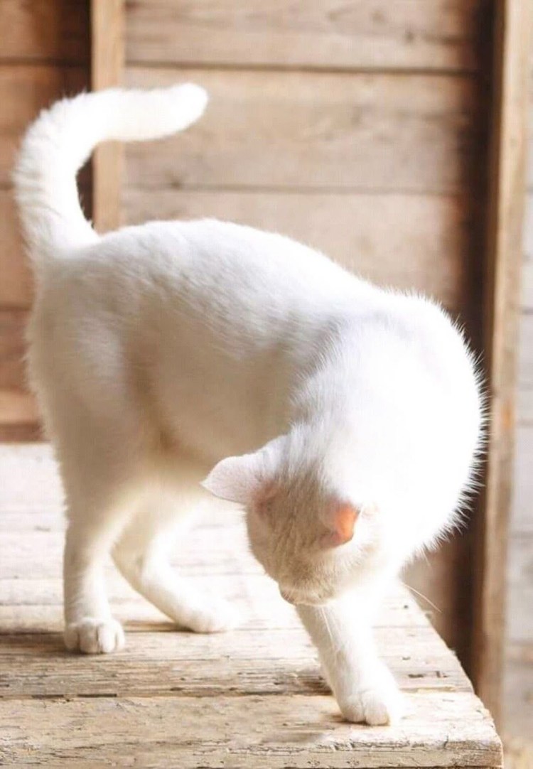 Кошка белая