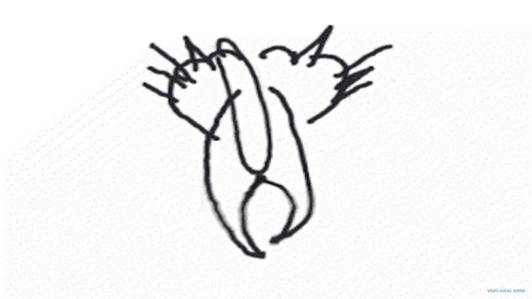 Медведев кот вид сзади