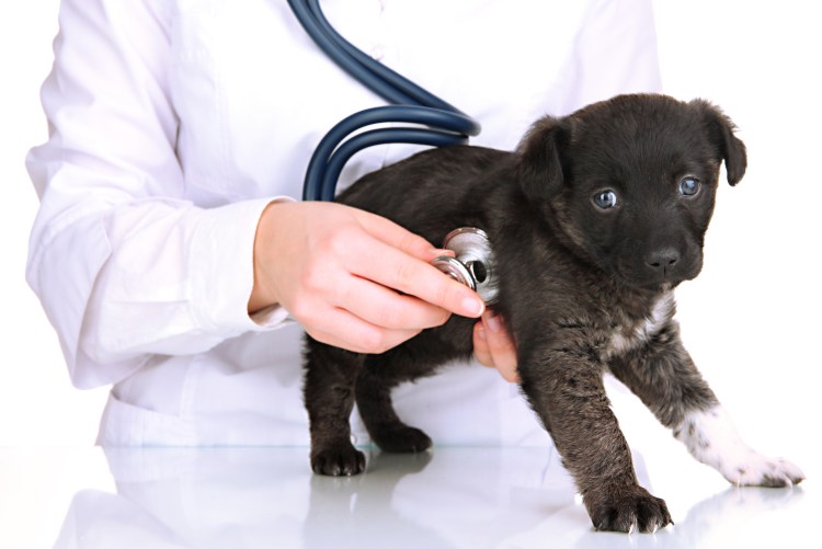 Параанальная железа у собак