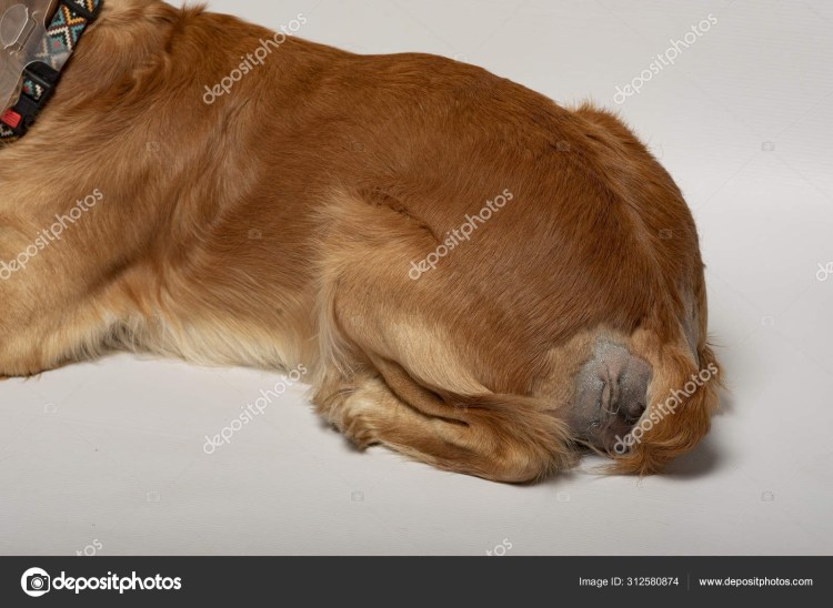 Промежностная грыжа у собак