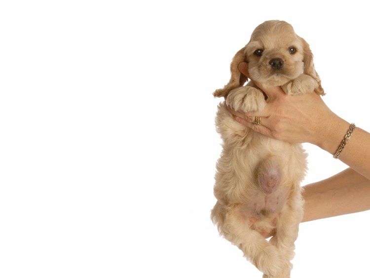 Диафрагмальная грыжа у собаки